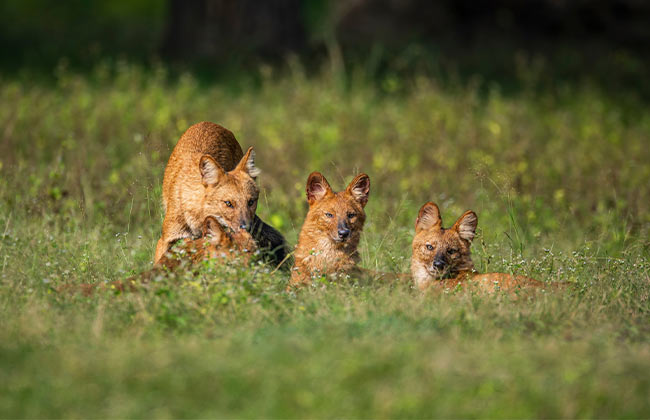 wildlife photography