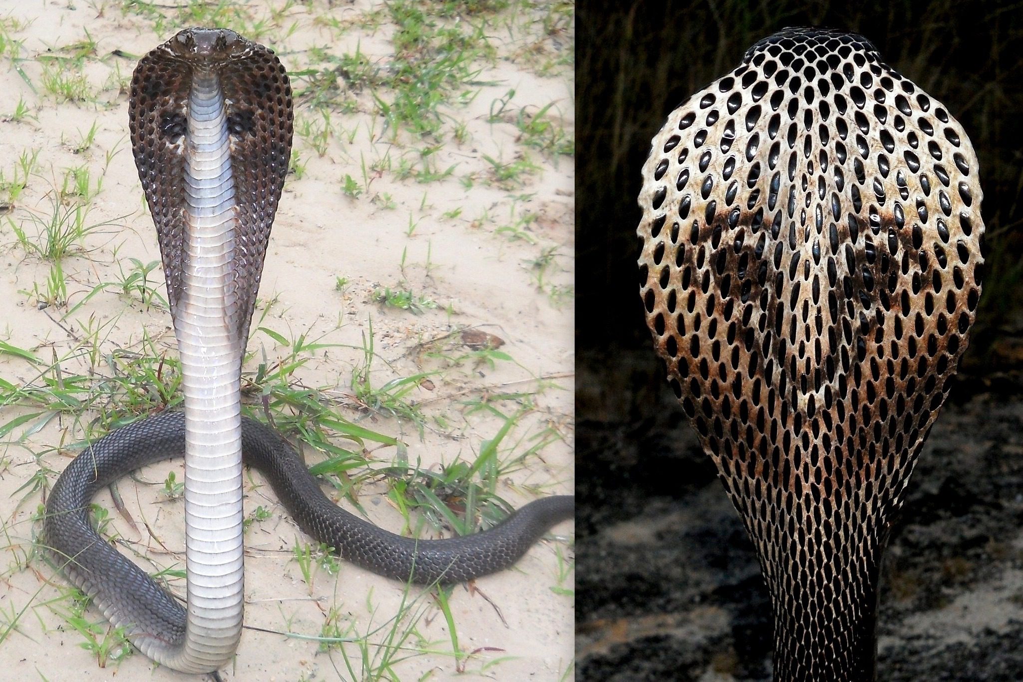 Очковая змея живет в Индии