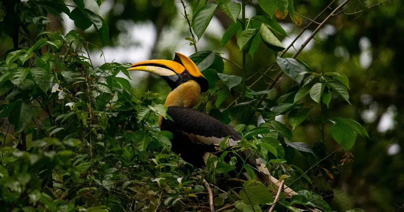 Wildlife tour in Pench National Park