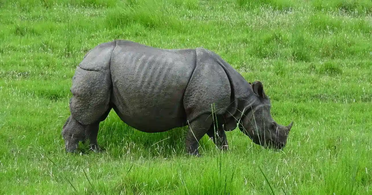 Wildlife tour in Kaziranga National Park