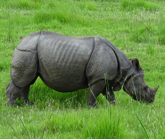 Wildlife tour in Kaziranga National Park