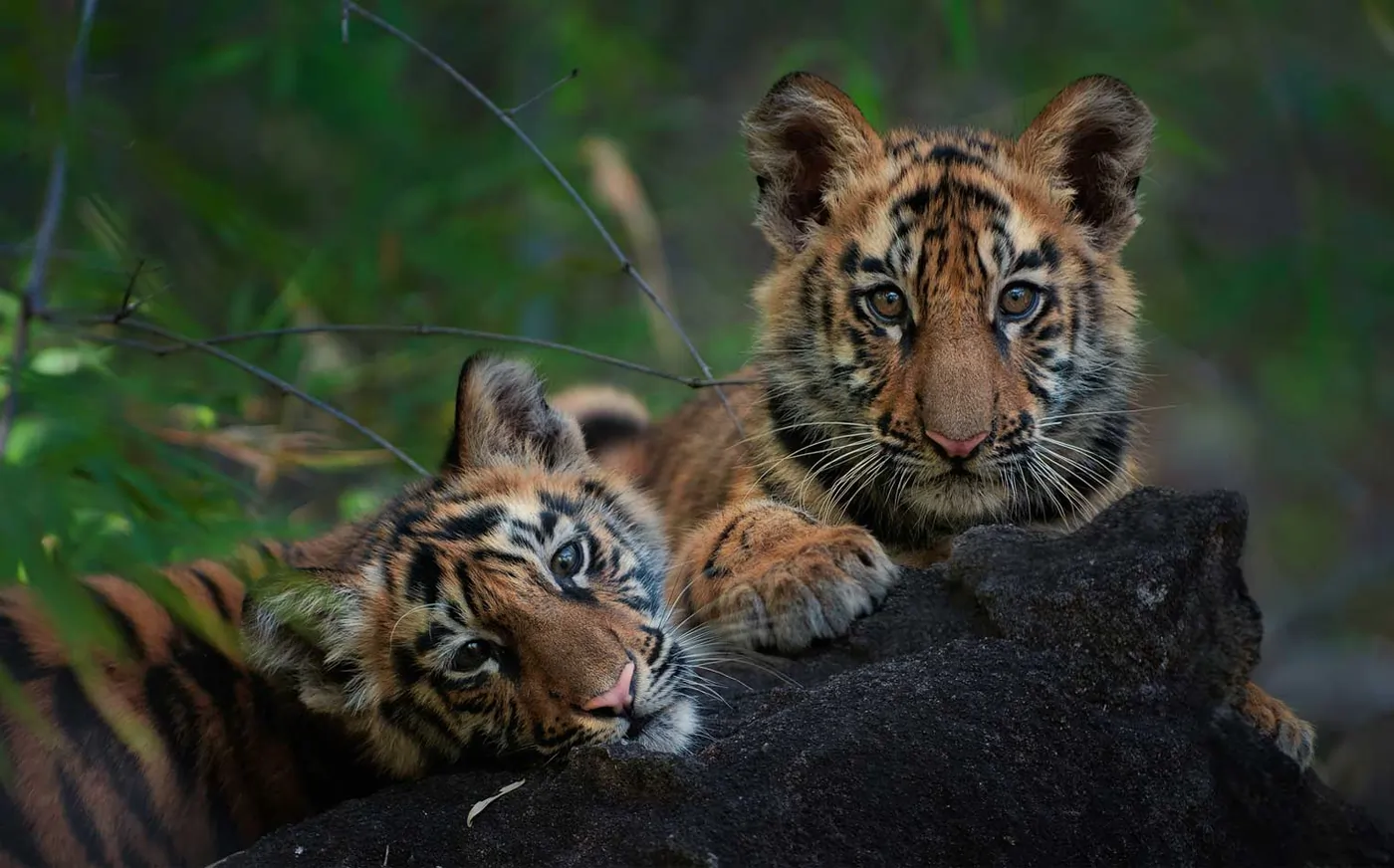 Tiger Safari in India