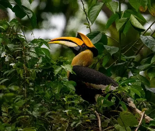 Wildlife tour in Pench National Park