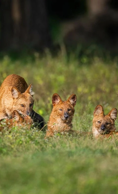 Pench Kanha Satpura Tour