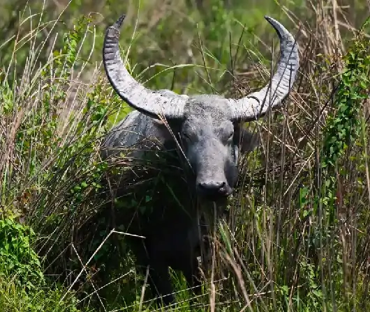 Wildlife tour in Kanha National Park