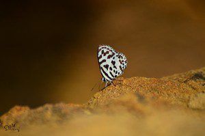 common pierrot