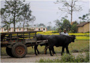 bullock carts