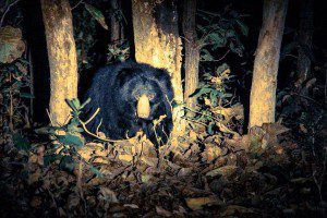 sloth Bear during Night Safari