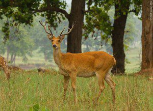 Barasingha