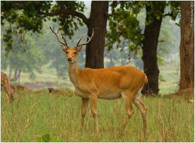 barasingha-pugdundee-safaris-blog