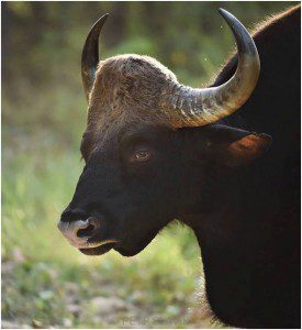 Wild Gaur