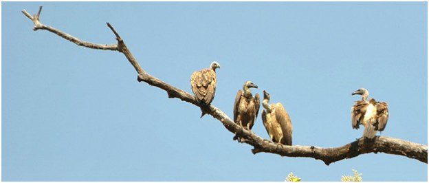 Vulture Population Decline In India | Vulture Population