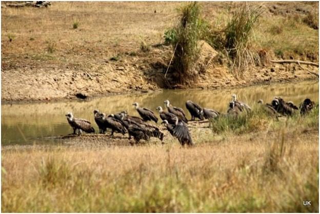 Vulture Population Decline In India | Vulture Population