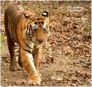 Munna Tiger with CAT and PM marking on forehead