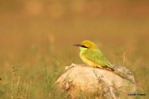 Green Bee Eater