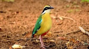 Indian Pitta