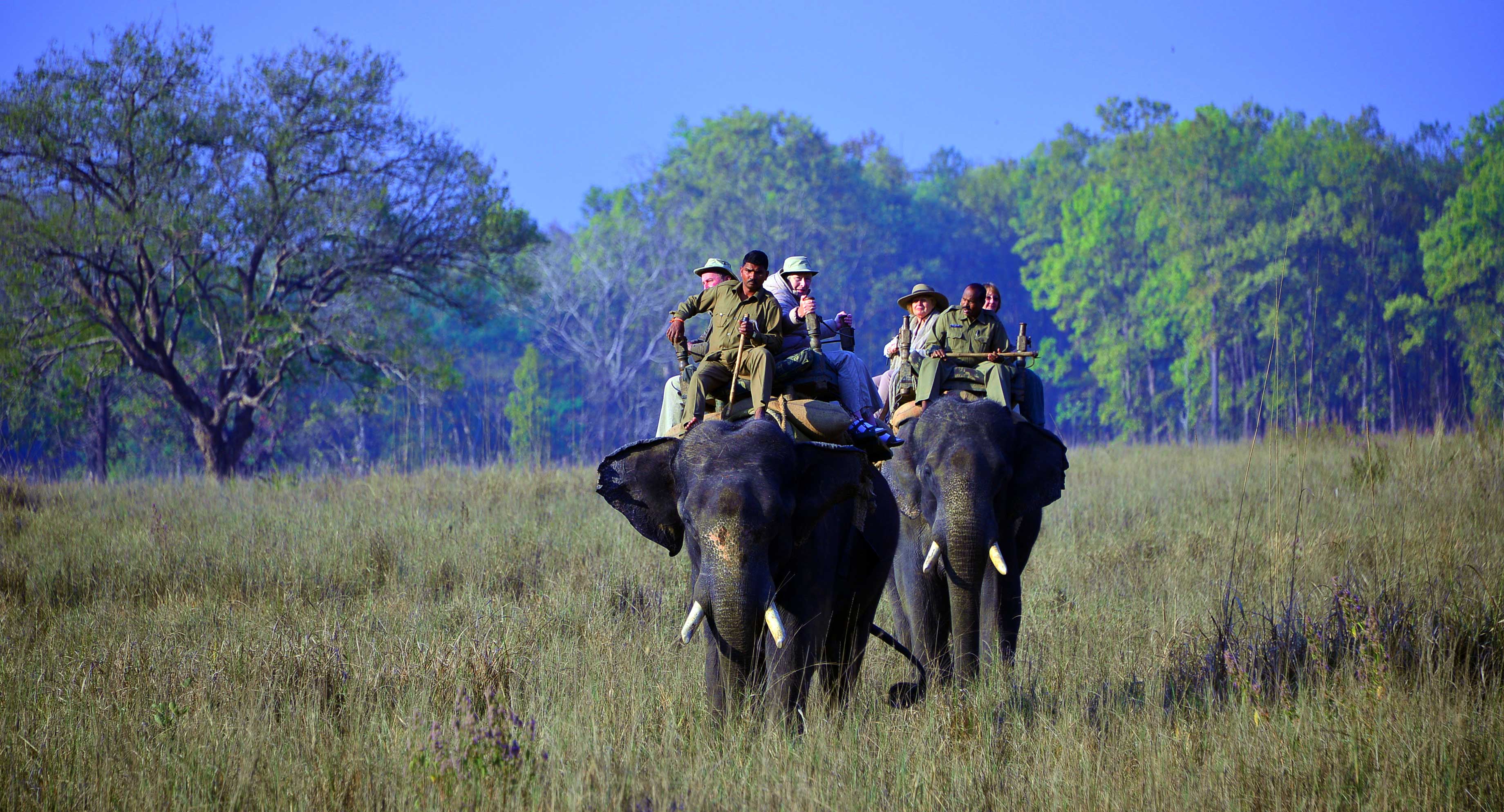 about elephant safari in india
