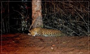 Leopard spotted during Night Safari