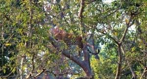 Leopard on Tree