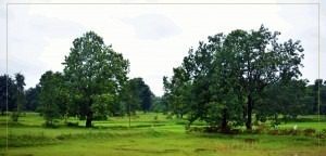 Mahua Tree