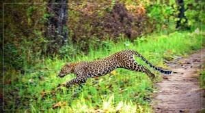 Running Leopard