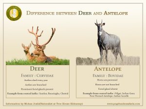 Deer & Antelopes