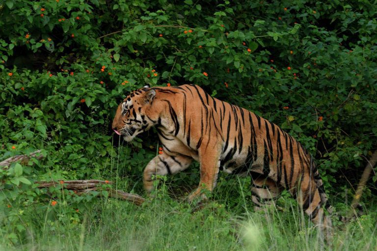 Kanha Naturalist Diary | Wildlife of Kanha Tiger Reserve