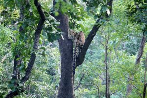 leopard sighting