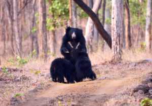 Sloth Bear in Tadoba