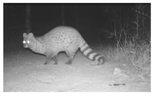 small indian civet