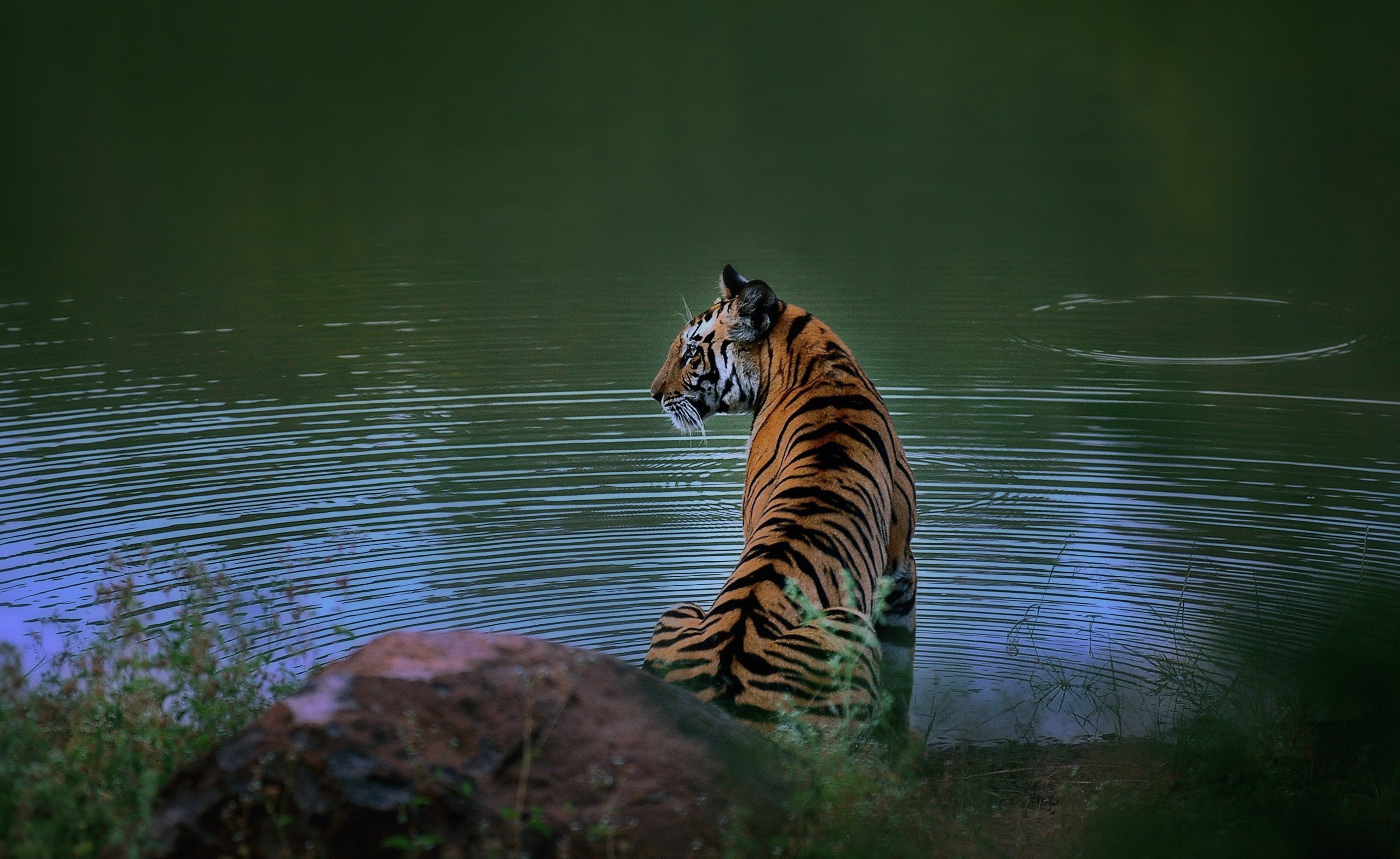 Pugdundee-safaris-tiger-near-pond