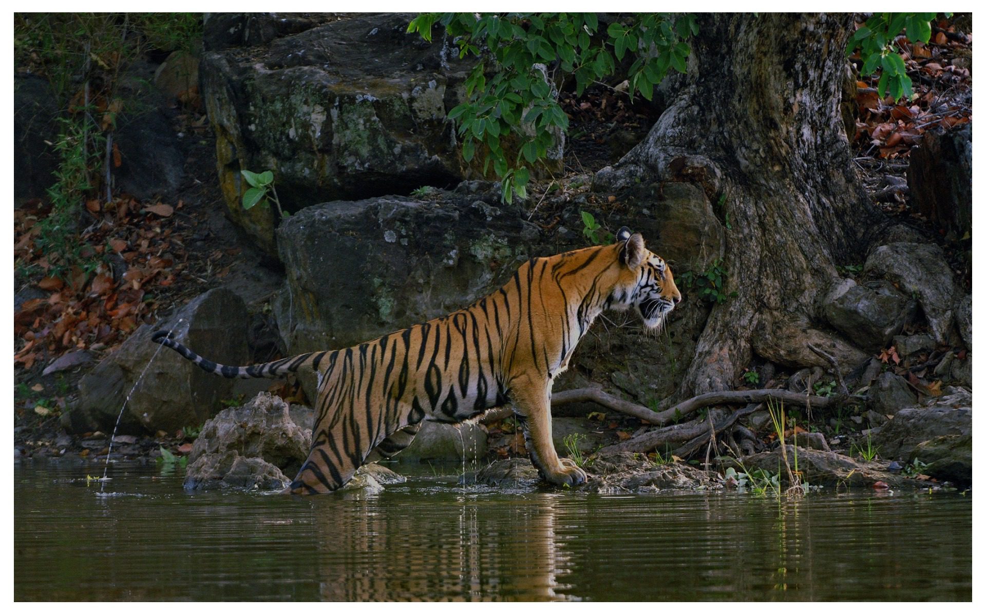 Tiger | Pugdundee Safaris Blog