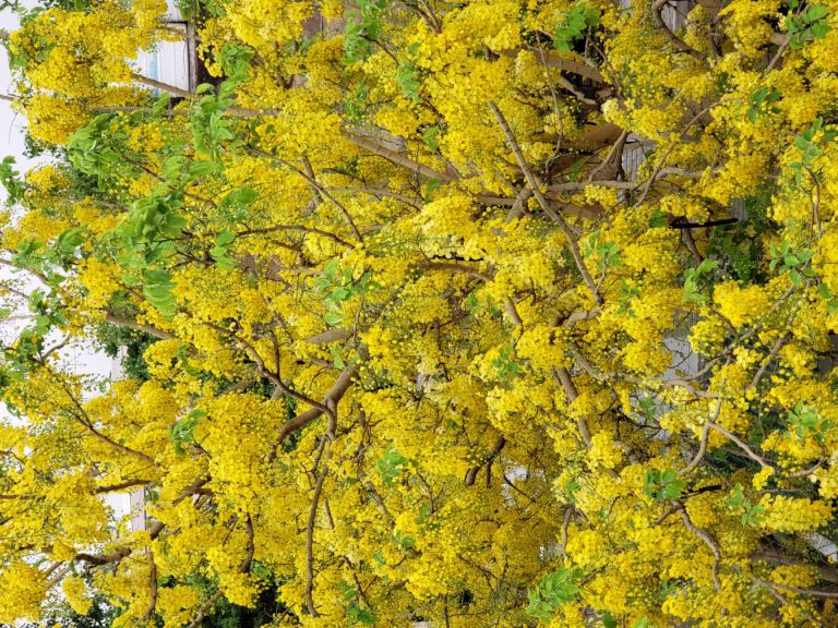 Amaltas Tree Indian Laburnum Tree Golden Shower Tree