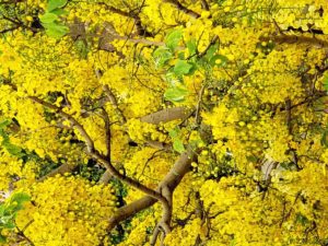 Amaltas Tree | Indian Laburnum Tree | Golden Shower Tree