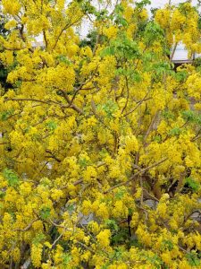 Golden Shower Tree