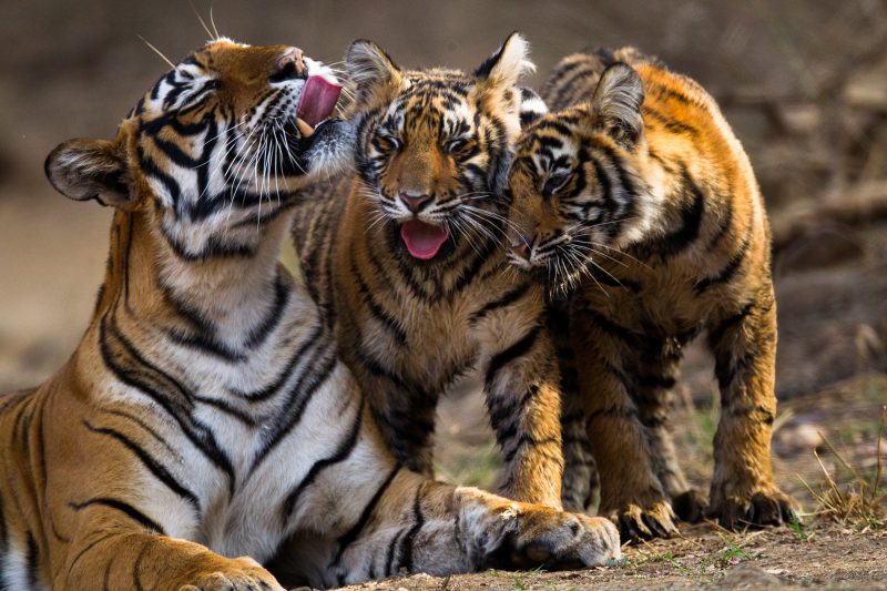 Pugdundee-safaris-tigress-with-cubs