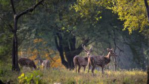 deers in kanha national park