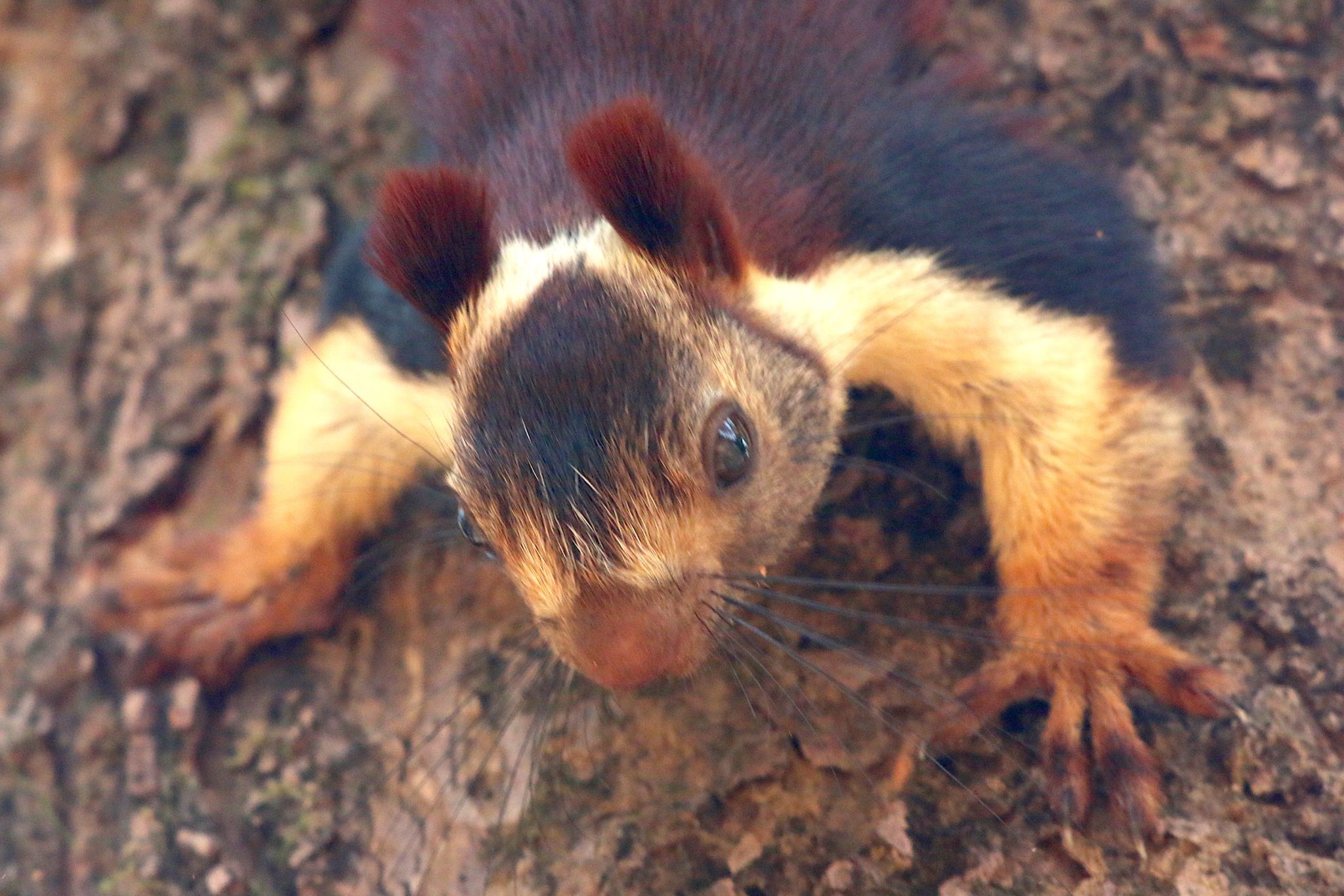 Indian Giant Squirrel in Satpura | Wildlife in Satpura