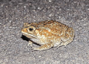 common indian toad