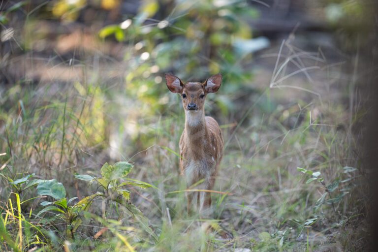 Travel Guide To Pench National Park | Activities In Pench