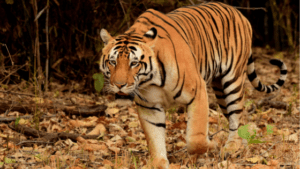 Bajrang-tigers-in-kanha