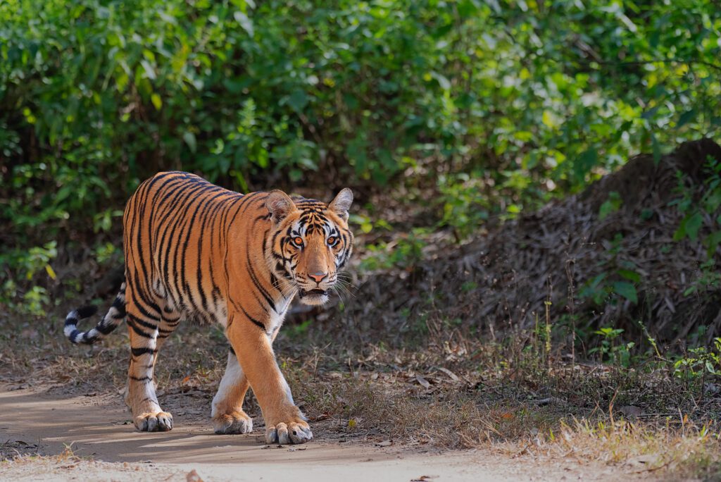 tigers in kanha