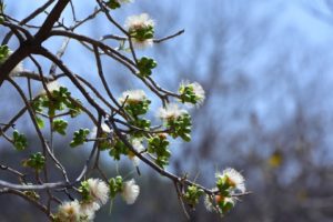 flowers-in-central-india