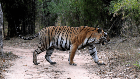 SanGam-Male | Pugdundee Safaris blog