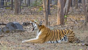 tiger yawning