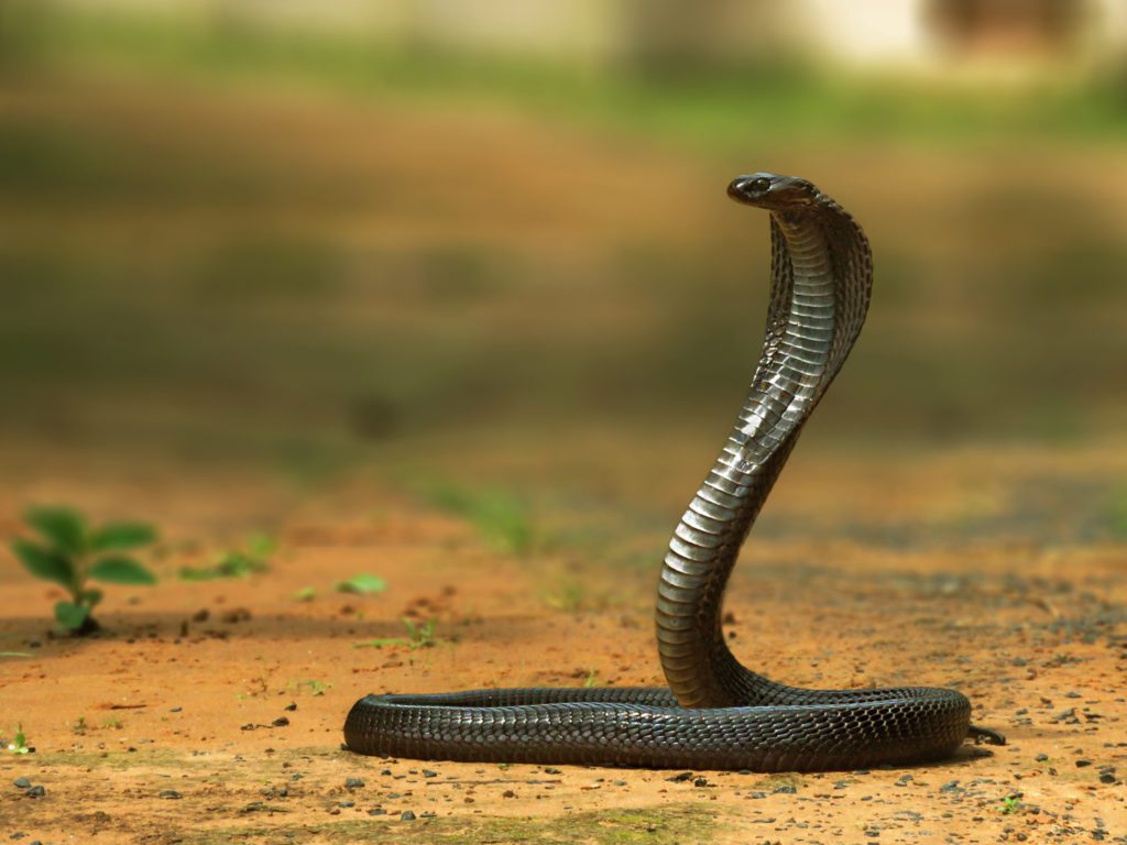 Black-Cobra | Pugdundee Safaris blog