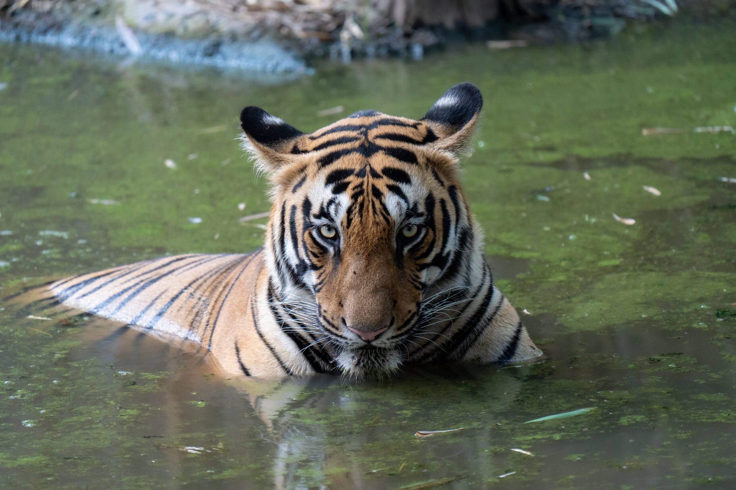 wild cats of india