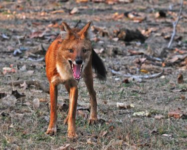 dhole dholes asiatic