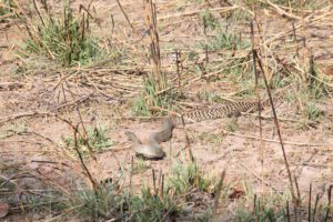 rat-snake