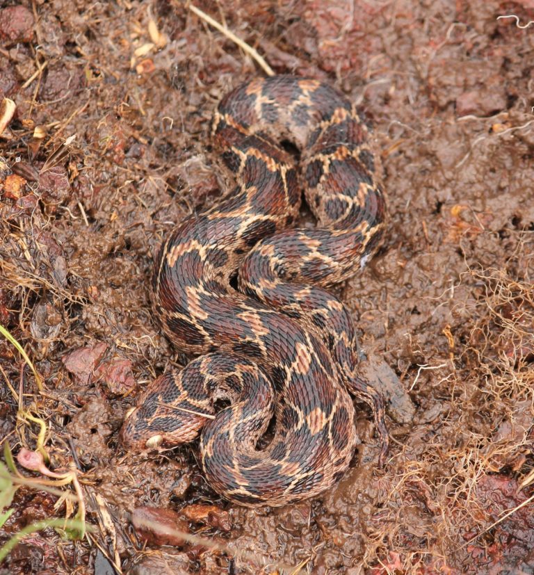 Saw Scaled Viper Pugdundee Safaris Blog   Saw Scaled Viper 1 768x827 